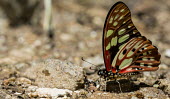 Butterfly feeding Madagascar,Animalia,Arthropoda,arthropod,arthropods,Insecta,insect,insects,Lepidoptera,shallow focus,feeding,proboscis,butterfly,butterflies,colourful,colorful