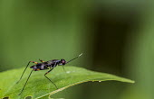 Fly Madagascar,Animalia,Arthropoda,arthropod,arthropods,Insecta,insect,insects,wave,waving,preen,clean,cleaning,shallow focus,negative space,green,green background