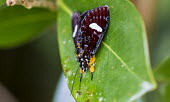 Moth on leaf Madagascar,Animalia,Arthropoda,arthropod,arthropods,Insecta,insect,insects,Lepidoptera,moth,moths,shallow focus,on leaf,leaf,adult