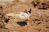 White dead leaf butterfly Madagascar,Animalia,Arthropoda,arthropod,arthropods,Insecta,insect,insects,Lepidoptera,butterfly,butterflies,white,shallow focus,sun,sunny,brown