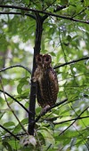 Sulawesi golden owl Minhassa owl,Minhassa masked owl,Chordates,Chordata,Owls,Strigiformes,Aves,Birds,Tytonidae,Barn Owls,Carnivorous,Rainforest,Terrestrial,Asia,Vulnerable,IUCN Red List,Animalia,Tyto