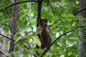 Sulawesi golden owl Minhassa owl,Minhassa masked owl,Chordates,Chordata,Owls,Strigiformes,Aves,Birds,Tytonidae,Barn Owls,Carnivorous,Rainforest,Terrestrial,Asia,Vulnerable,IUCN Red List,Animalia,Tyto