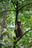 Sulawesi golden owl Minhassa owl,Minhassa masked owl,Chordates,Chordata,Owls,Strigiformes,Aves,Birds,Tytonidae,Barn Owls,Carnivorous,Rainforest,Terrestrial,Asia,Vulnerable,IUCN Red List,Animalia,Tyto