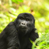 Eastern gorilla forest,gorillas,primates,apes,great ape,ape,Critically Endangered,Africa,Mammalia,Mammals,Chordates,Chordata,Primates,Hominids,Hominidae,Rainforest,Endangered,Gorilla,Animalia,beringei,Terrestrial,Her