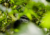 Eastern gorilla forest,gorillas,primates,apes,great ape,ape,Critically Endangered,Africa,Mammalia,Mammals,Chordates,Chordata,Primates,Hominids,Hominidae,Rainforest,Endangered,Gorilla,Animalia,beringei,Terrestrial,Her