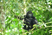 Eastern gorilla forest,gorillas,primates,apes,great ape,ape,Critically Endangered,Africa,Mammalia,Mammals,Chordates,Chordata,Primates,Hominids,Hominidae,Rainforest,Endangered,Gorilla,Animalia,beringei,Terrestrial,Her