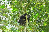 Eastern gorilla forest,gorillas,primates,apes,great ape,ape,Critically Endangered,Africa,Mammalia,Mammals,Chordates,Chordata,Primates,Hominids,Hominidae,Rainforest,Endangered,Gorilla,Animalia,beringei,Terrestrial,Her