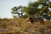 Lion lion,lions,big cat,big cats,walking,male,adult,habitat,cat,cats,carnivore,carnivores,mammals,Felidae,Cats,Mammalia,Mammals,Carnivores,Carnivora,Chordates,Chordata,leo,Animalia,Savannah,Africa,Scrub,Ap