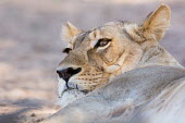 Lion lion,lions,big cat,big cats,female,adult,cat,cats,carnivore,carnivores,mammals,face,close up,close-up,rest,resting,looking,alert,African lion,Panthera leo,Felidae,Cats,Mammalia,Mammals,Carnivores,Carn