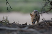 Black-backed jackal black-backed jackal,jackal,jackals,Canis mesomelas,Canis,mesomelas,canid,low angle,shallow focus,negative space,walking,Carnivores,Carnivora,Mammalia,Mammals,Dog, Coyote, Wolf, Fox,Canidae,Chordates,C