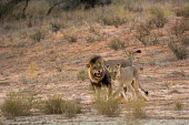 Lions Yuzuru Masuda lion,lions,big cat,big cats,behaviour,male,female,adult,cat,cats,carnivore,carnivores,mammals,Felidae,Cats,Mammalia,Mammals,Carnivores,Carnivora,Chordates,Chordata,leo,Animalia,Savannah,Africa,Scrub,Appendix II,Asia,Panthera,Vulnerable,Desert,Terrestrial,Carnivorous,IUCN Red List