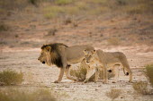 Lions lion,lions,big cat,big cats,walking,male,female,adult,adults,cat,cats,carnivore,carnivores,mammals,Felidae,Cats,Mammalia,Mammals,Carnivores,Carnivora,Chordates,Chordata,leo,Animalia,Savannah,Africa,Sc