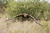 Vulture vulture,vultures,in flight,adult,bird,birds,wingspan,towards camera,low,habitat