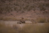 Lions lion,lions,big cat,big cats,resting,rest,male,female,adult,habitat,cat,cats,carnivore,carnivores,mammals,Felidae,Cats,Mammalia,Mammals,Carnivores,Carnivora,Chordates,Chordata,leo,Animalia,Savannah,Afr