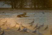 Black-backed jackal black-backed jackal,jackal,jackals,Canis mesomelas,Canis,mesomelas,canid,resting,watching,doves,low light,Carnivores,Carnivora,Mammalia,Mammals,Dog, Coyote, Wolf, Fox,Canidae,Chordates,Chordata,Semi-d