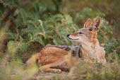 Black-backed jackal black-backed jackal,jackal,jackals,Canis mesomelas,Canis,mesomelas,canid,shallow focus,rest,resting,Carnivores,Carnivora,Mammalia,Mammals,Dog, Coyote, Wolf, Fox,Canidae,Chordates,Chordata,Semi-desert,