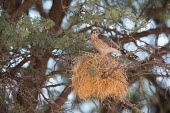 Bird of prey bird of prey,bird,birds,nest,nesting,tree,looking towards camera,adult