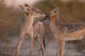 Black-backed jackals black-backed jackal,jackal,jackals,Canis mesomelas,Canis,mesomelas,canid,two,pair,Carnivores,Carnivora,Mammalia,Mammals,Dog, Coyote, Wolf, Fox,Canidae,Chordates,Chordata,Semi-desert,Forest,Terrestrial