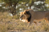 Lion lion,lions,big cat,big cats,walking,male,adult,habitat,cat,cats,carnivore,carnivores,mammals,Felidae,Cats,Mammalia,Mammals,Carnivores,Carnivora,Chordates,Chordata,leo,Animalia,Savannah,Africa,Scrub,Ap