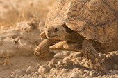 Tortoise tortoise,reptile,reptiles,tortoises,close up,close-up,walking,old,dry,arid