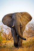 African elephant Africa,African,African elephant,Animal,Animals,elephant,elephants,Fauna,Loxodonta,Loxodonta africana,Mammal,mammals,outdoors,outside,Safari,South Africa,Wild,Wildlife,adult,low angle,looking towards c