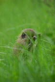 Monkey hiding in grass monkey,monkeys,grass,hiding,primate,primates,shallow focus,hands over face,green,negative space,copy space