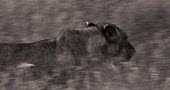 Lion lion,monochrome,blur,movement,walking,black and white,b&w,abstract,motion,big cat,big cats,cat,cats,Felidae,Cats,Mammalia,Mammals,Carnivores,Carnivora,Chordates,Chordata,leo,Animalia,Savannah,Africa,S