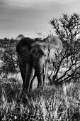 Elephant African elephant,elephant,elephants,black and white,black and white photography,b&w,tusks,Elephants,Elephantidae,Chordates,Chordata,Elephants, Mammoths, Mastodons,Proboscidea,Mammalia,Mammals,Appendix