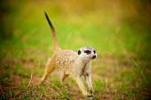 Meerkat Africa,Animal,Animals,Fauna,outdoors,outside,Safari,Shannon Benson,Shannon Wild,South Africa,Wild,Wildlife,Meerkat,cute,Mammal,mammals,meerkats,running,movement,motion,shallow focus,alert,Herpestidae,