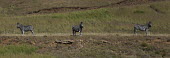 Zebras zebra,zebras,three,3,habitat,panorama,side,plains,plain,Chordates,Chordata,Perissodactyla,Odd-toed Ungulates,Equidae,Horses, Donkeys, Zebras,Mammalia,Mammals,Least Concern,quagga,Streams and rivers,Po