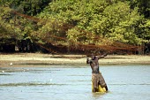 Fisherman casting his net. Gorom, Cameroon africa,people,man,water,horizontal,river,fishing,nets,forests,cameroon,gorom,livelihoods,river fishing,deforestation,subsistence hunting,hunting,fish