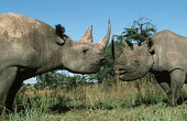 Two black rhinoceros face to face pair,couple,grassland,grazing,graze,grazers,rhinos,rhino,horn,horns,herbivores,herbivore,vertebrate,mammal,mammals,terrestrial,Africa,African,savanna,savannah,safari,Black rhinoceros,Diceros bicornis,