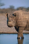 Black rhinoceros enters water hole water hole,watering hole,drink,calm,rhinos,rhino,horn,horns,herbivores,herbivore,vertebrate,mammal,mammals,terrestrial,Africa,African,savanna,savannah,safari,Black rhinoceros,Diceros bicornis,Herbivor