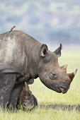 Black rhinoceros female with sub-adult calf mother and calf,juvenile,sub-adult,rhinos,rhino,horn,horns,herbivores,herbivore,vertebrate,mammal,mammals,terrestrial,Africa,African,savanna,savannah,safari,Black rhinoceros,Diceros bicornis,Herbivore