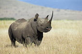 Side view of black rhinoceros negative space,grass,grassland,shallow focus,rhinos,rhino,horn,horns,herbivores,herbivore,vertebrate,mammal,mammals,terrestrial,Africa,African,savanna,savannah,safari,Black rhinoceros,Diceros bicornis