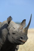 Close-up portrait of black rhinoceros negative space,shallow focus,rhinos,rhino,horn,horns,herbivores,herbivore,vertebrate,mammal,mammals,terrestrial,Africa,African,savanna,savannah,safari,Black rhinoceros,Diceros bicornis,Herbivores,Mamm