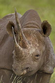 Portrait of a black rhinoceros rhinos,rhino,horn,horns,herbivores,herbivore,vertebrate,mammal,mammals,terrestrial,Africa,African,savanna,savannah,safari,Black rhinoceros,Diceros bicornis,Herbivores,Mammalia,Mammals,Chordates,Chorda