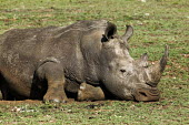 White rhino graze short grass. rhinos,rhino,horn,horns,herbivores,herbivore,vertebrate,mammal,mammals,terrestrial,Africa,African,savanna,savannah,safari,tired,sleep,sleepy,sleeping,White rhinoceros,Ceratotherium simum,Herbivores,Rh