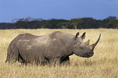 Side view of black rhinoceros in open grassland negative space,grass,grassland,shallow focus,rhinos,rhino,horn,horns,herbivores,herbivore,vertebrate,mammal,mammals,terrestrial,Africa,African,savanna,savannah,safari,Black rhinoceros,Diceros bicornis