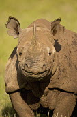 Portrait of a black rhinoceros rhinos,rhino,horn,horns,herbivores,herbivore,vertebrate,mammal,mammals,terrestrial,Africa,African,savanna,savannah,safari,Black rhinoceros,Diceros bicornis,Herbivores,Mammalia,Mammals,Chordates,Chorda