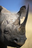 Close-up portrait of black rhinoceros rhinos,rhino,horn,horns,herbivores,herbivore,vertebrate,mammal,mammals,terrestrial,Africa,African,savanna,savannah,safari,Black rhinoceros,Diceros bicornis,Herbivores,Mammalia,Mammals,Chordates,Chorda