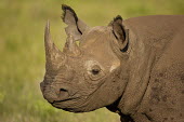 Portrait of a black rhinoceros rhinos,rhino,horn,horns,herbivores,herbivore,vertebrate,mammal,mammals,terrestrial,Africa,African,savanna,savannah,safari,Black rhinoceros,Diceros bicornis,Herbivores,Mammalia,Mammals,Chordates,Chorda