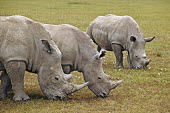 Rhino grazing, they prefer short grass areas. graze,grazers,grazing,rhinos,rhino,horn,horns,herbivores,herbivore,vertebrate,mammal,mammals,terrestrial,Africa,African,savanna,savannah,safari,White rhinoceros,Ceratotherium simum,Herbivores,Rhinocer