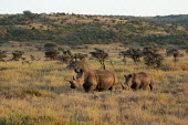 White rhinoceros mother and calf rhinos,rhino,horn,horns,herbivores,herbivore,vertebrate,mammal,mammals,terrestrial,Africa,African,savanna,savannah,safari,White rhinoceros,Ceratotherium simum,Herbivores,Rhinocerous,Rhinocerotidae,Per