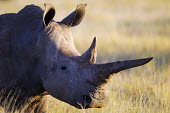 Female white rhino with straight long horn negative space,rhinos,rhino,horn,horns,herbivores,herbivore,vertebrate,mammal,mammals,terrestrial,Africa,African,savanna,savannah,safari,White rhinoceros,Ceratotherium simum,Herbivores,Rhinocerous,Rhi