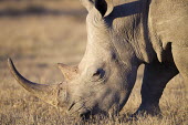 White rhinoceros grazing negative space,grey,rhinos,rhino,horn,horns,herbivores,herbivore,vertebrate,mammal,mammals,terrestrial,Africa,African,savanna,savannah,safari,White rhinoceros,Ceratotherium simum,Herbivores,Rhinocerou