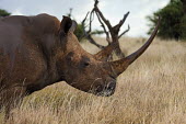 Female white rhino with exceptionally long horn rhinos,rhino,horn,horns,herbivores,herbivore,vertebrate,mammal,mammals,terrestrial,Africa,African,savanna,savannah,safari,White rhinoceros,Ceratotherium simum,Herbivores,Rhinocerous,Rhinocerotidae,Per