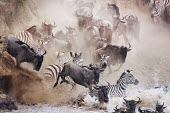 Wildebeest and zebra crossing the Mara river on their annual migration. river,river crossing,rivers,rivers and streams,migrate,migration,crossing,journey,commute,herd,group,mass,wildebeest,brindled gnu,antelope,antelopes,herbivores,herbivore,vertebrate,mammal,mammals,terr