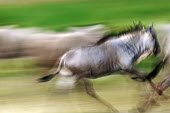 Blurry action of a blue wildebeest running wildebeest,brindled gnu,antelope,antelopes,herbivores,herbivore,vertebrate,mammal,mammals,terrestrial,ungulate,horns,horn,Africa,African,savanna,savannah,safari,Blue wildebeest,Connochaetes taurinus,H