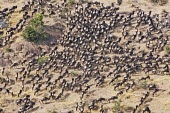 Aerial view of the blue wildebeest migration aerial,aerial view,landscape,migrate,migration,crossing,journey,commute,herd,group,mass,wildebeest,brindled gnu,antelope,antelopes,herbivores,herbivore,vertebrate,mammal,mammals,terrestrial,ungulate,h